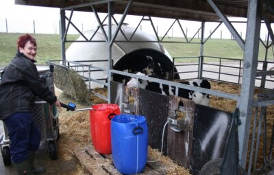 Landwirte achten auf Biogas, Tierwohl und Sonnenstrom - Margitta Eger füttert Kälber in den sogenannten Kälberiglos des Agrarunternehmens Lauenhain. Beim Landeswettbewerb "Tiergerechte und umweltverträgliche Haltung 2019/2020" wurde der Betrieb ausgezeichnet.
