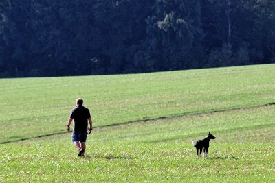 Landwirte in Mittelsachsen ärgern sich über rücksichtslose Hundehalter - Ohne eine Leine führt ein Mann in Mittelsachsen einen Hund auf einem Feld aus, das noch nicht abgeerntet wurde. Für die Landwirte ist ein solches Verhalten ein Problem.