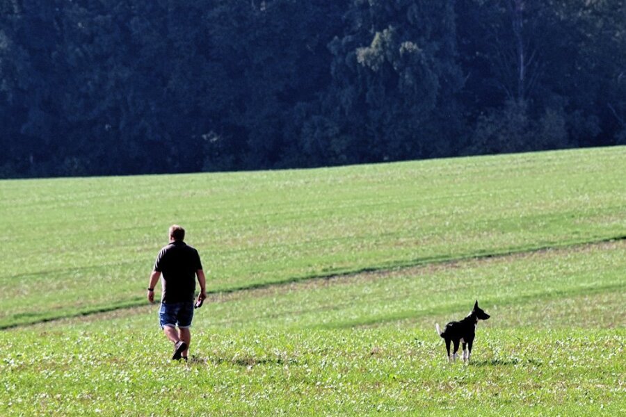 Landwirte in Mittelsachsen ärgern sich über rücksichtslose Hundehalter - Ohne eine Leine führt ein Mann in Mittelsachsen einen Hund auf einem Feld aus, das noch nicht abgeerntet wurde. Für die Landwirte ist ein solches Verhalten ein Problem.