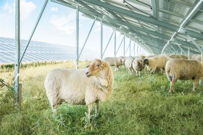 Landwirtin kritisiert Solarpläne in Oederan: „Warum baut man das nicht neben die Autobahn?“ - Das Bild zeigt eine Fotovoltaikanlage der Firma Münch. Eine ähnliche Anlage mit Schafsweide soll im Oederaner Ortsteil Gahlenz entstehen.