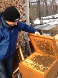 Langer Winter macht Tieren zu schaffen - Massen-Kuscheln ist angesagt, auch beim Bienenvolk von Imker Falk Meyer aus Flöha.