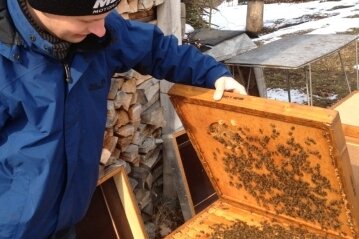 Langer Winter macht Tieren zu schaffen - Massen-Kuscheln ist angesagt, auch beim Bienenvolk von Imker Falk Meyer aus Flöha.