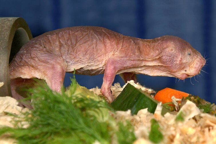 Langlebige Supernager: Was Nacktmulle schmerzresistent macht - Der Nacktmull, ein mausgroßer Nager, inspiziert im Dresdner Zoo seine Futtervorräte.