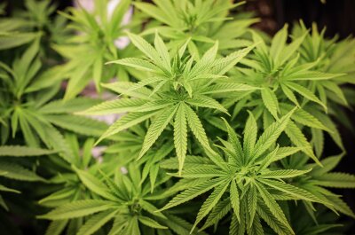 Lauterbach: Cannabis-Anbauvereine machen Dealer arbeitslos - Drei Monate nach der Cannabis-Freigabe für Erwachsene in Deutschland tritt eine zweite Stufe in Kraft.