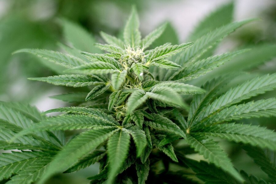 Lauterbach will Cannabis-Legalisierung retten - Der Besitz und Anbau von Cannabis sollen vom 1. April an erlaubt sein.