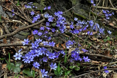 Leberblümchen im Sichelgrund bei Weischlitz blühen in diesem Jahr besonders früh - Die Leberblümchen blühen blau-violett.
