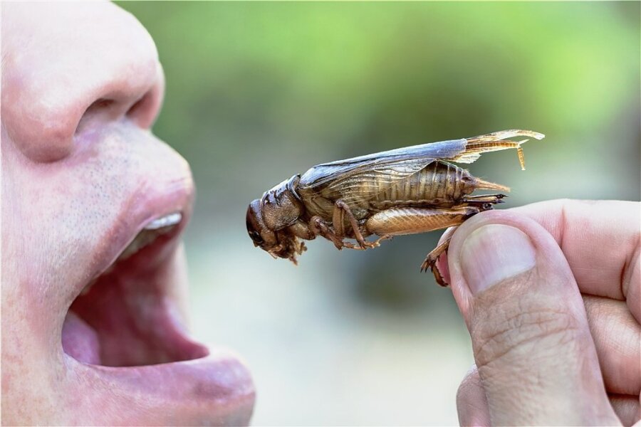Lecker Fresschen - Warum Insekten die Zukunft gehört - Guten Appetit! 