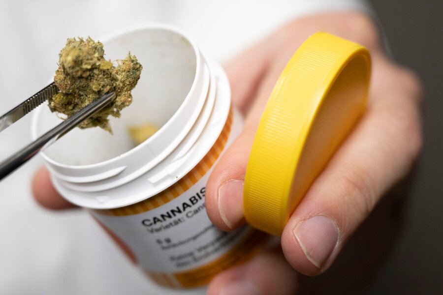 Legalisierung light bringt Cannabis-Firmen in Bedrängnis - Cannabisblüten zur medizinischen Behandlung.