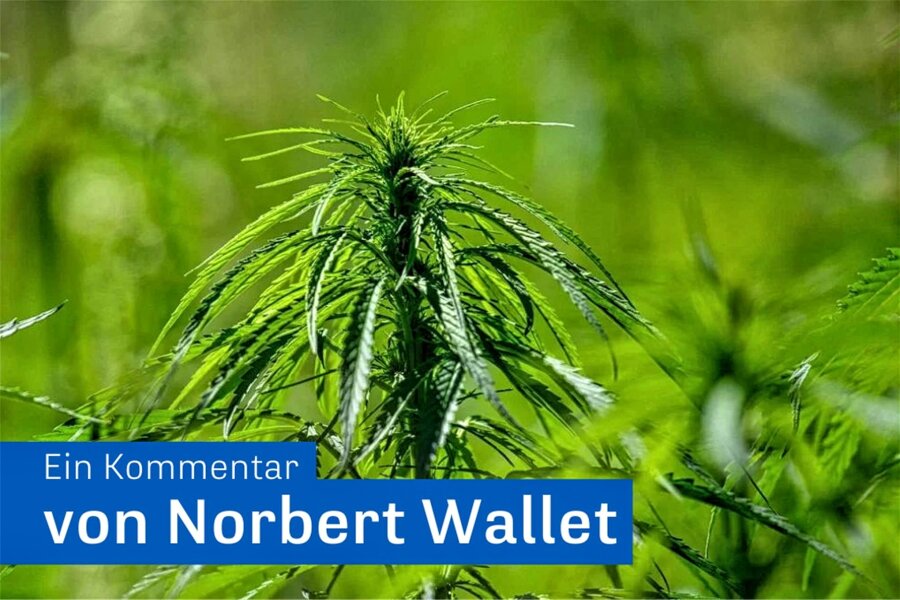 Legalisierung von Cannabis: Im Zweifel lieber gründlich - Cannabis-Pflanzen auf einem Feld.
