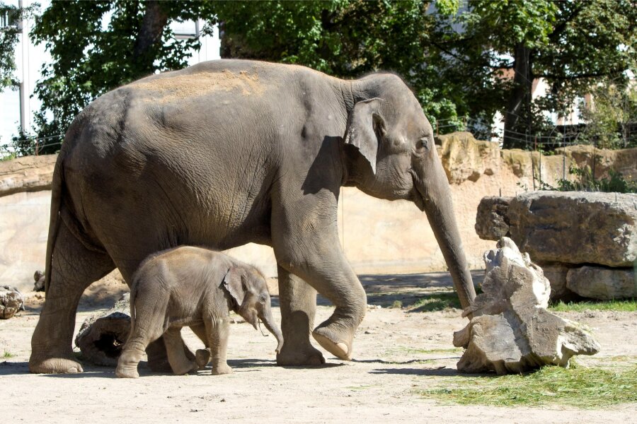 Leipziger Zoo sucht Namen für das jüngste Elefanten-Baby: Die Niedliche, die Kraft oder früher Morgen - Elefantenkuh Rani schirmt ihre sechs Wochen alte Tochter vor allzu grpßer Neugierde der anderen Jungtiere noch ab. 