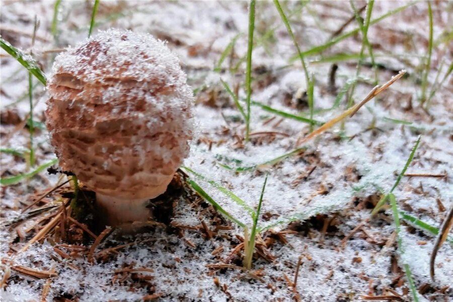 Letzte Pilze im ersten Schnee - Kleiner Perlpilz im ersten Schnee.