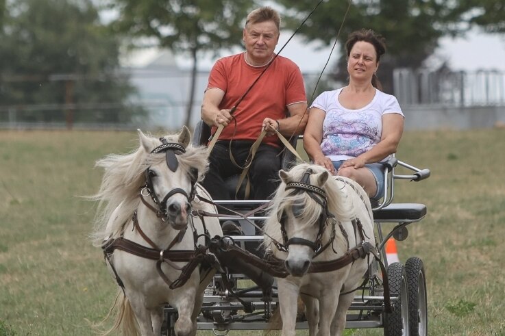 Letzter Auftritt in Röhrsdorf: Pony-Dame Paloma geht in Rente - Vorbereitung auf die Ponyschau in Röhrsdorf: Annett und Jörg Heinig mitihren beiden Ponys Gino und Paloma (rechts) als Gespann. 