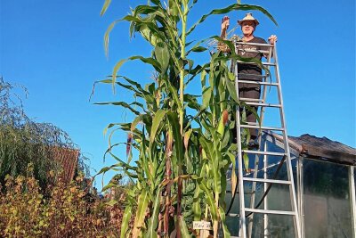 Leubnitzer Hobbyzüchter steigt für Maisernte auf die Leiter - Eigentlich sind Kürbisse sein Ding. Doch in diesem Jahr hat Gottfried Brucker gigantischen Mais gezüchtet.
