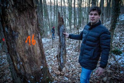 Lichtenwalde: Besitzer will Wald noch länger sperren - Waldbesitzer Norbert Jungbeck will Bäume fällen lassen und beruft sich auf seine Verkehrssicherungspflicht. Da man es ihm nicht überall gewährt, hat er im September die wichtigsten Wege in Lichtenwalde sperren lassen.