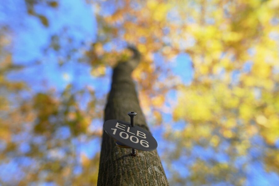 Eine Plakette mit einer Nummer markiert auf dem Waldfriedhof einen Baum an dem Bestattungen durchgeführt werden können. Foto: Klaus-Dietmar Gabbert/dpa
