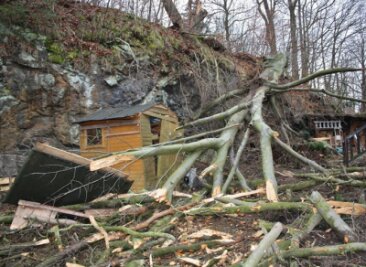 Lichtenwalde: Sturm - Rotbuche stürzt zum Teil auf Wohnhaus - 
