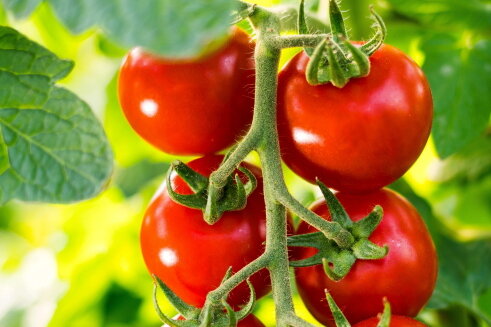 Liebste rote Kuller: Eine kleine Kulturgeschichte der Tomate - Im Jahr 2018 wurde die Tomate zum Gemüse des Jahres gekürt. Aus gutem Grund!  
