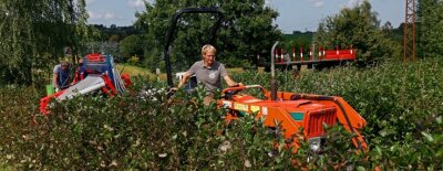 Lilafarbene Hände verraten Pflücker der "Gesundheitsbeere" - Daniel Pistorius fährt mit Traktor und Erntemaschine durch die Plantage in Langenchursdorf.
