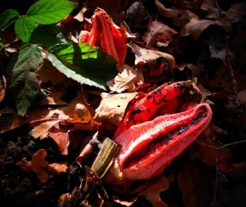 Das rote Gebilde - ein seltener Tintenfischpilz - lugt im Laub des Waldes hervor. Ursprünglich stammt der Pilz aus Übersee.