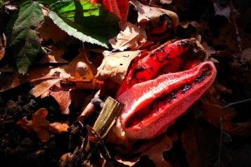 Limbach-Oberfrohna: Seltener Pilz in Bräunsdorf entdeckt - Das rote Gebilde - ein seltener Tintenfischpilz - lugt im Laub des Waldes hervor. Ursprünglich stammt der Pilz aus Übersee.