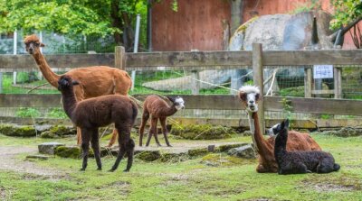 Limbacher Alpaka sorgt für Nachwuchs - 