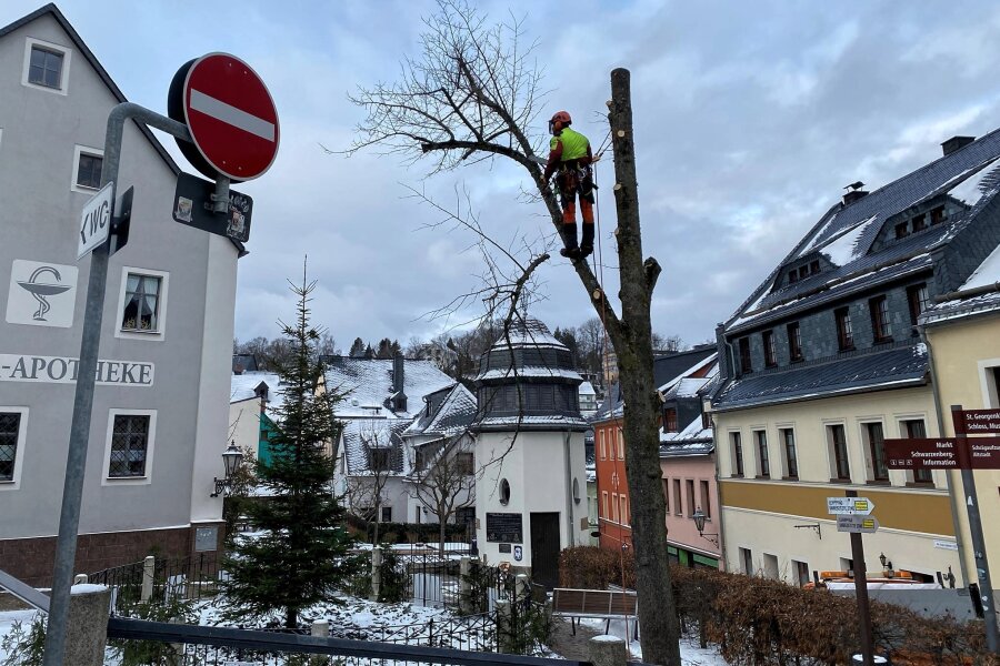 Linde in der Schwarzenberger Altstadt gefällt – Pilzbefall besiegelt Schicksal des Baumes - Gut gesichert, schnitt ein Bauhofmitarbeiter den Baum am Springbrunnen stückweise zurück.