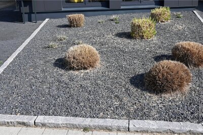 Linksfraktion in Plauen will Schottergärten verbieten - Wenige Pflanzen ragen aus einem Vorgarten mit grauen und schwarzen Kieselsteinen. Schottergärten sind für Insekten nutzlos.