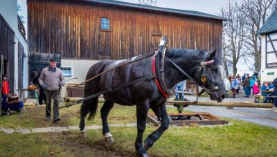 Live dabei sein bei Winterarbeiten auf dem Bauernhof - Pferd Egon geführt von Jürgen Richter sorgte dafür, dass die Dreschmaschine ihre Arbeit tun konnte.