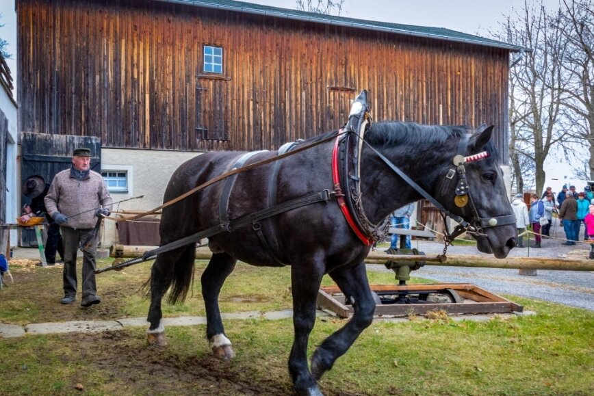 Live dabei sein bei Winterarbeiten auf dem Bauernhof - Pferd Egon geführt von Jürgen Richter sorgte dafür, dass die Dreschmaschine ihre Arbeit tun konnte.