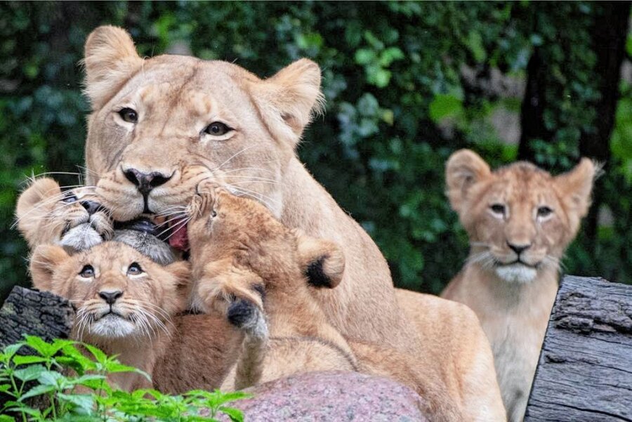 Löwen-Nachwuchs im Zoo Leipzig: Frisst Kigali ihre Babys erneut? - Löwin Kigali hatte im März 2021 schon einmal Vierlinge geboren: Jasira, Juma, Kossi und Kiyan. Um sie kümmerte sie sich damals vorbildlich. 