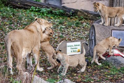 Löwenbabys getauft: Das sind die Namen der Vierlinge aus dem Leipziger Zoo - Die vier Löwenjungen im Leipziger Zoo lieben es, mit ihrer Mutter Kigali in der Löwensavanne herumzutollen.