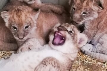 Vier junge Löwen wachsen derzeit im Leipziger Zoo heran. 