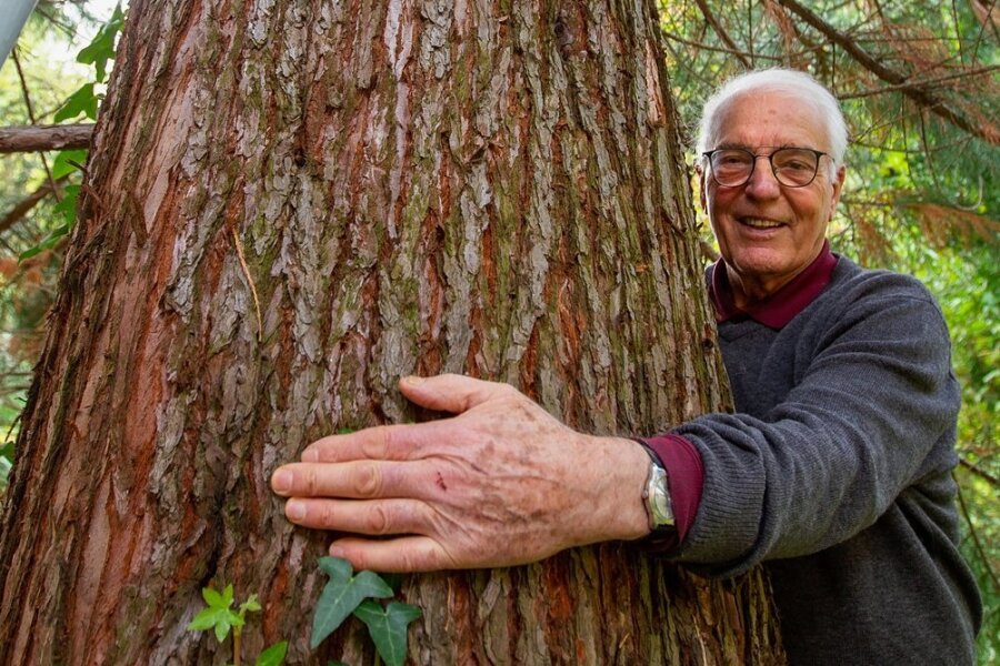 Mammutbäume: Sind sie ein Risiko? - Bernhard Weisbach und sein Riesenmammutbaum.