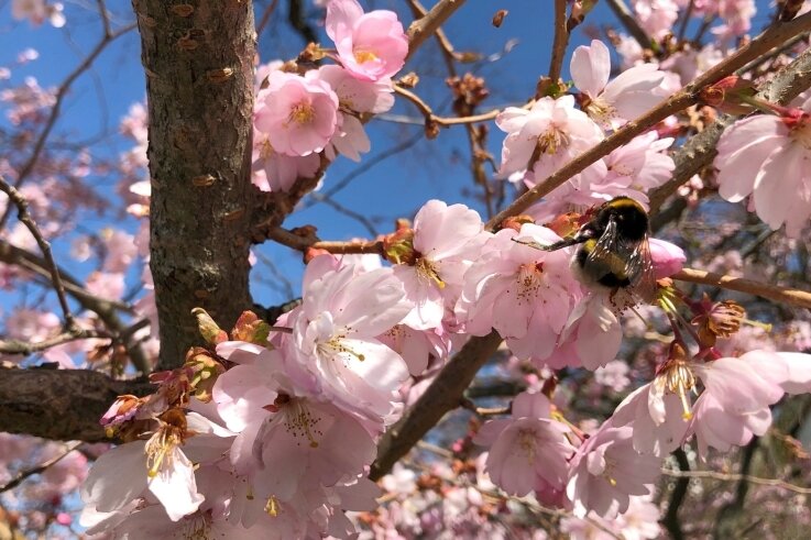 Mandelblüte lockt Insekten an - Eine Hummel bestäubt die Blüten eines Mandelbaums in Rempesgrün. 