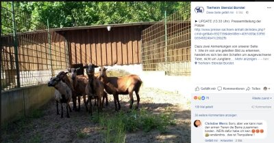 Mann transportiert sechs gefesselte Schafe im Pkw - 