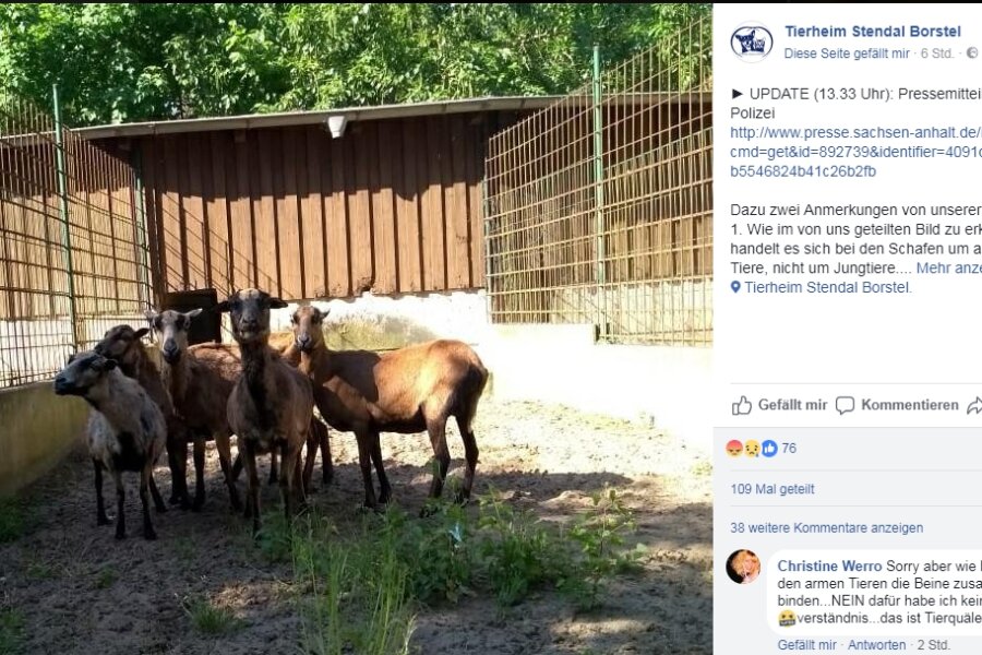Mann transportiert sechs gefesselte Schafe im Pkw - 