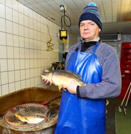 Mannichswalde: Wo die Silvesterkarpfen frisch aus dem Teich kommen - Thomas Lokotsch fischt die Karpfen frisch aus dem Bassin, die in wenigen Stunden zum Silvesteressen auf dem Tisch landen.