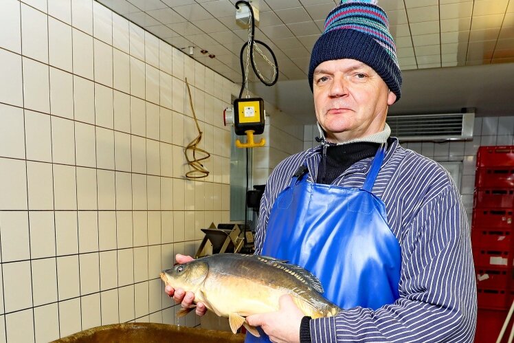 Mannichswalde: Wo die Silvesterkarpfen frisch aus dem Teich kommen - Thomas Lokotsch fischt die Karpfen frisch aus dem Bassin, die in wenigen Stunden zum Silvesteressen auf dem Tisch landen.