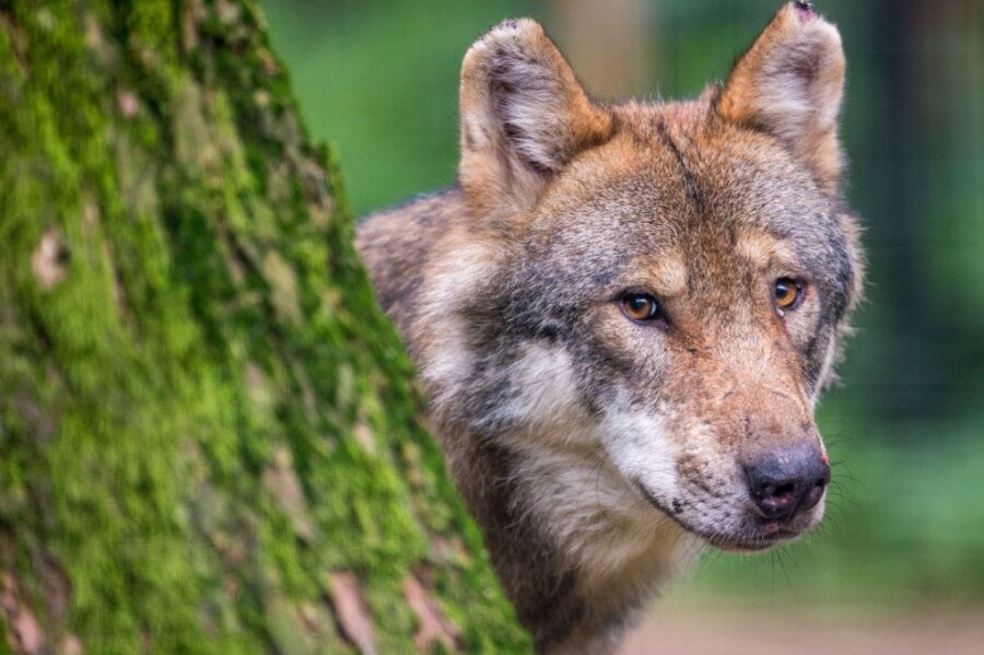 Fotografiert wurde der Wolf nicht, der nahe Heinersgrün Beute machte. Da er jedoch vermutlich durch halb Europa zog, muss es sich um ein stattliches Tier wie dieses gehandelt haben. 