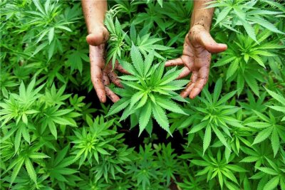 Marihuana-Handel: Diente ein Parkplatz in Oberlichtenau Drogendealern als Umschlagplatz? - Blütenstände und zu Harz gepresste Teile der Cannabis-Pflanze werden als Marihuana und Haschisch verkauft. 