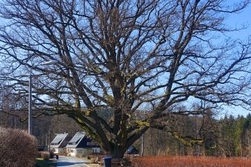 Dieser Baum, eine Stiel-Eiche, steht in Bad Elster nahe der Ascher Straße. 