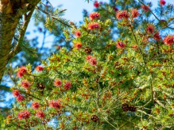 Markanter Nadelbaum im Flöhaer Baumwollpark trägt seltenes Blütenkleid - Eine schätzungsweise rund 100 Jahre alte Douglasie steht in voller Blüte. 