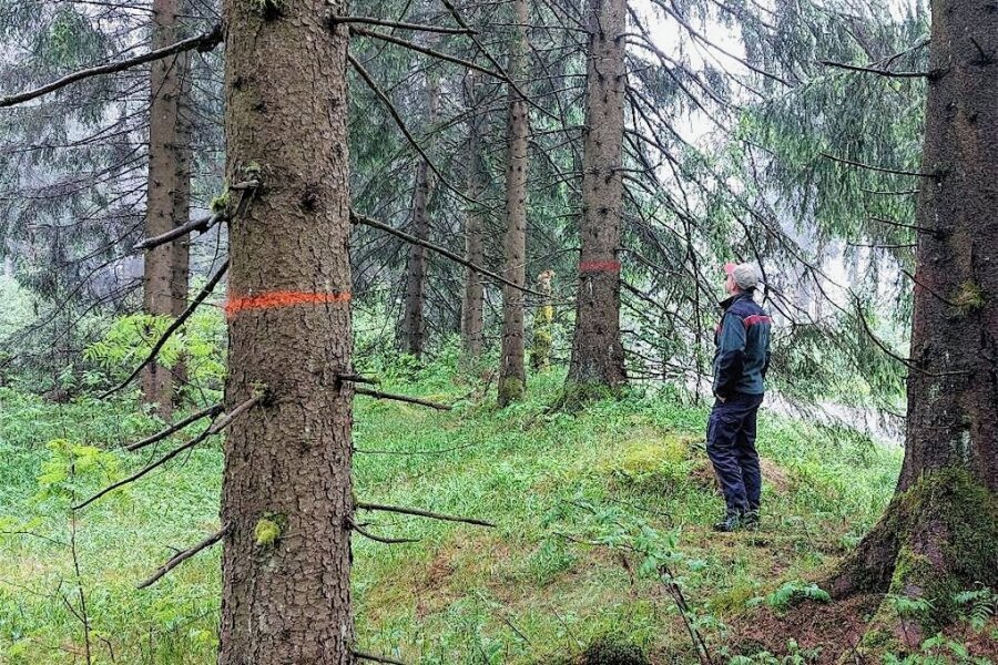 Markierte Bäume im Wald: Welche Farbe was bedeutet - David Neubert, Pressesprecher vom Forstbezirk Adorf, in einer markierten Rückegasse im Waldgebiet am Schneckenstein.