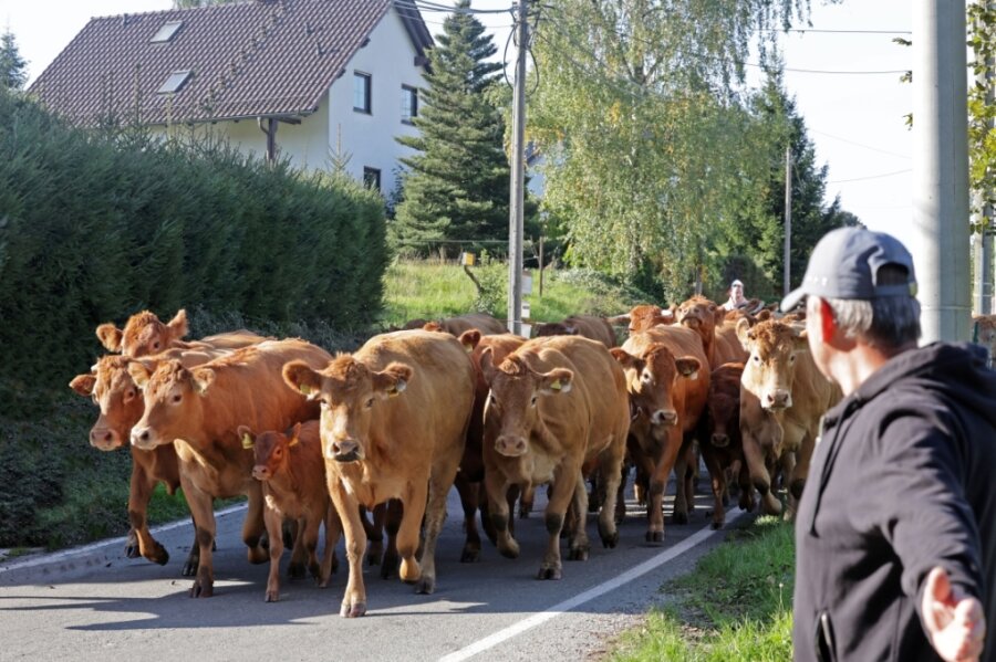 MDR fängt das pure Landleben auf einem Grumbacher Hof ein - Am Wochenende hat der MDR in Grumbach für seine Reihe "Unser Dorf hat Wochenende" gedreht. Die Kühe von der Landwirtschaft Schumann wurden dabei prominent in Szene gesetzt.