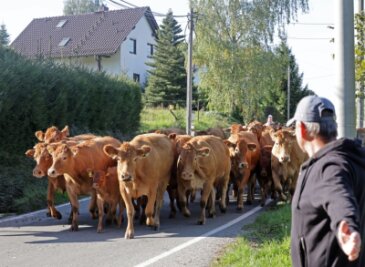 MDR fängt das pure Landleben auf einem Grumbacher Hof ein - Am Wochenende hat der MDR in Grumbach für seine Reihe "Unser Dorf hat Wochenende" gedreht. Die Kühe von der Landwirtschaft Schumann wurden dabei prominent in Szene gesetzt.
