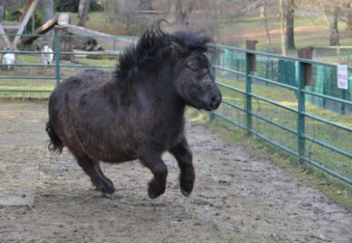  Pony Idefix im Freiberger Tierpark schleppt mehr als ein paar Kilo zu viel mit sich herum. Grund: Die Besucher meinten es zu gut mit ihm. 
