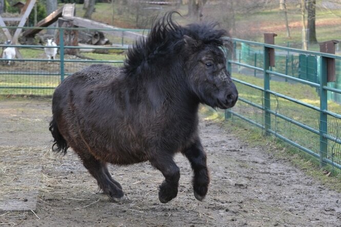  Pony Idefix im Freiberger Tierpark schleppt mehr als ein paar Kilo zu viel mit sich herum. Grund: Die Besucher meinten es zu gut mit ihm. 