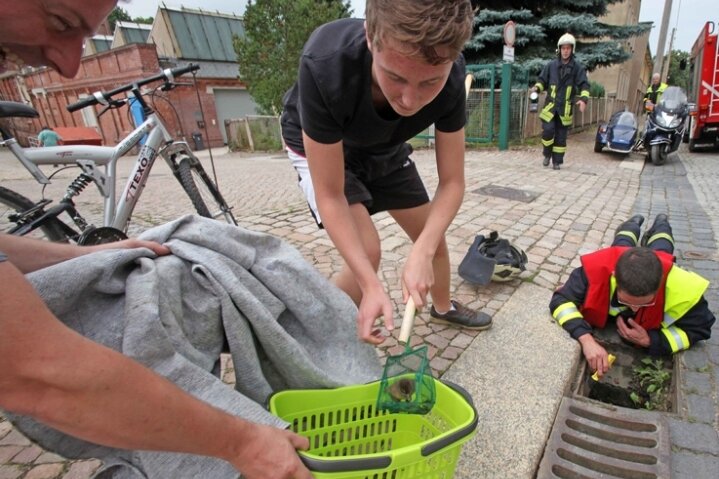 Meeraner Feuerwehr und Anwohner retten Küken - Gregor Porzig hebt mit einem Köcher vorsichtig eines der Küken in den Korb. Die Feuerwehr half bei der Entenrettungsaktion.