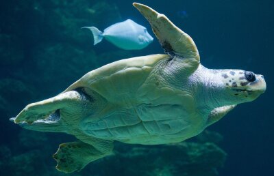 Meeresschildkröten legen Eier auffällig früh ab - "Die Tatsache, dass die Brutzeit früher beginnt, deutet darauf hin, dass die Schildkröten sich anpassen, um die sehr hohen Temperaturen im Sommer zu vermeiden."