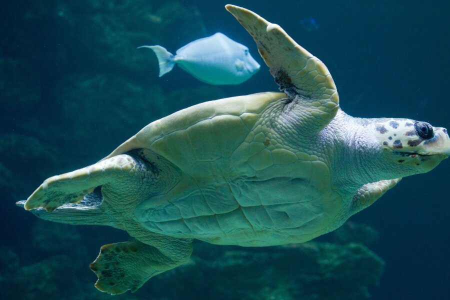 Meeresschildkröten legen Eier auffällig früh ab - "Die Tatsache, dass die Brutzeit früher beginnt, deutet darauf hin, dass die Schildkröten sich anpassen, um die sehr hohen Temperaturen im Sommer zu vermeiden."